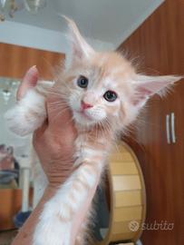 Maine Coon maschio