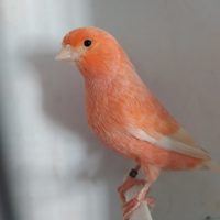 Uccelli