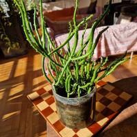 Piantine di Euphorbia Leucodendron