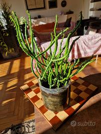 Piantine di Euphorbia Leucodendron