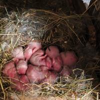 Coniglietti ariete nano