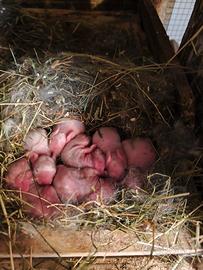 Coniglietti ariete nano