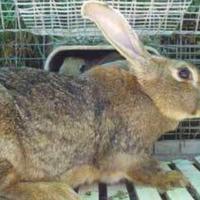 Conigli leprini viterbesi