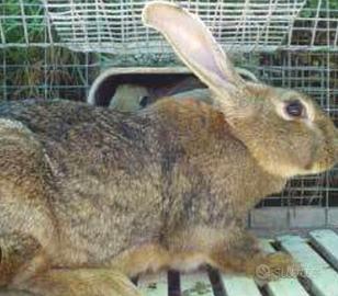 Conigli leprini viterbesi