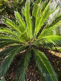 Palma da giardino
