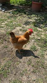 Galline e galli
