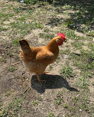 Galline e galli