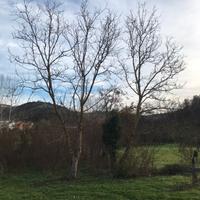 Alberi da noci