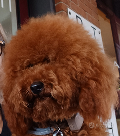 Disponibile per accoppiamento Brescia