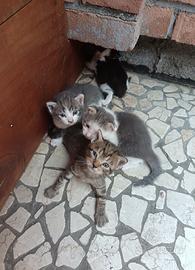 Gattini