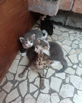 Gattini