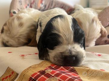 Cuccioli di cocker spaniel