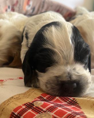 Cuccioli di cocker spaniel