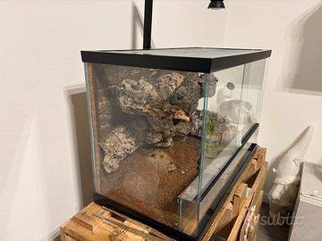 Geco leopardino con terrario
