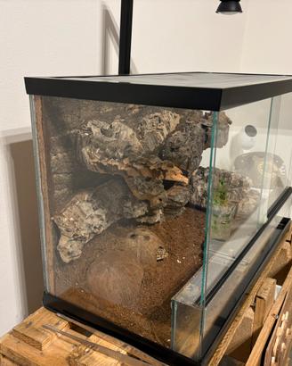Geco leopardino con terrario
