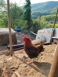 Gallo Marans nero ramato puro