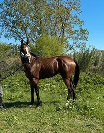 Purosangue inglese italiano