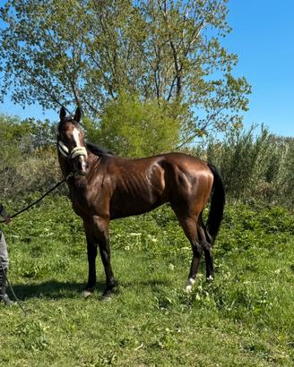 Purosangue inglese italiano