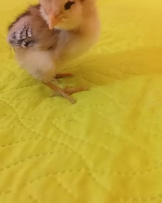Pulcini araucana