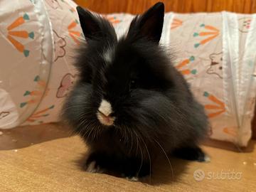 Cuccioli di coniglietti testa di leone