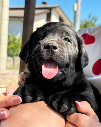 Cuccioli Labrador