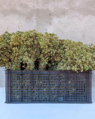 origano selvatico essiccato 