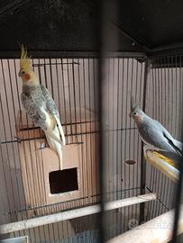 Pappagalli Galopisite