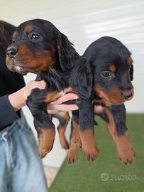 Cuccioli setter gordon