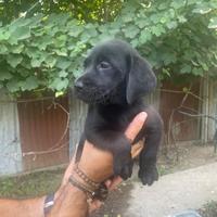 Cuccioli di Labrador