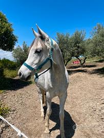 Cavallo