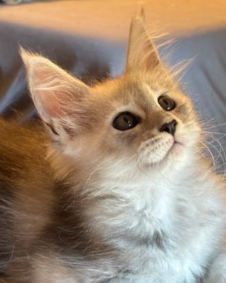 Cuccioli Maine coon