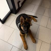 Pastore tedesco femmina