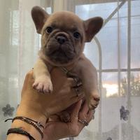 Bulldog francese