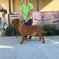 Dogue de Bordeaux