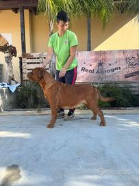 Dogue de Bordeaux