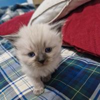 Cucciola gatto siberiano