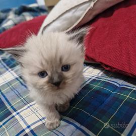 Cucciola gatto siberiano