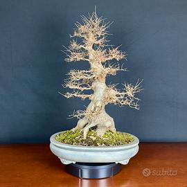 Bonsai di Celtis Australis - Bagolaro