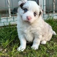 Border collie con pedigree