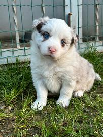Border collie con pedigree