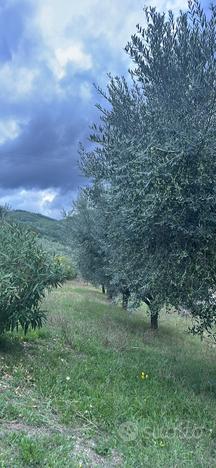 Oliveto in Assisi