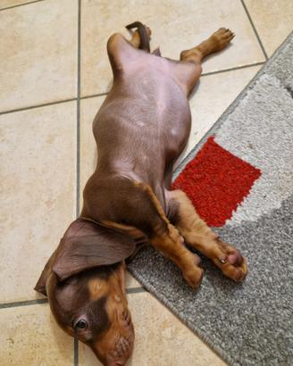 Cucciola di bassotto cioccolato