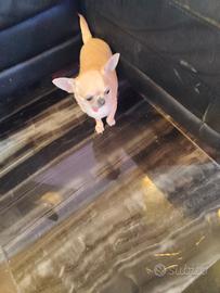 Loae chihuahua mini Toy con pedigree
