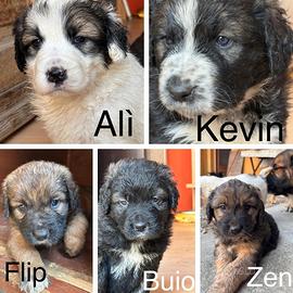 Sei splendidi cuccioli di cane taglia medio-grande