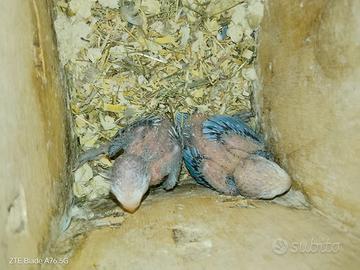 Pulli di Inseparabili - blu turchese