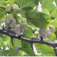 💥 GELSO BIANCO MORUS ALBA 