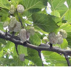 💥 GELSO BIANCO MORUS ALBA 