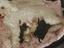 Immagine 4