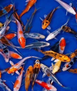 Carpe koi