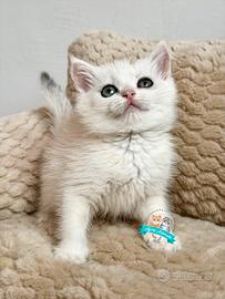 British Shorthair Scottish Fold e Straight Enfi